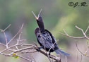 Phalacrocorax brasilianus